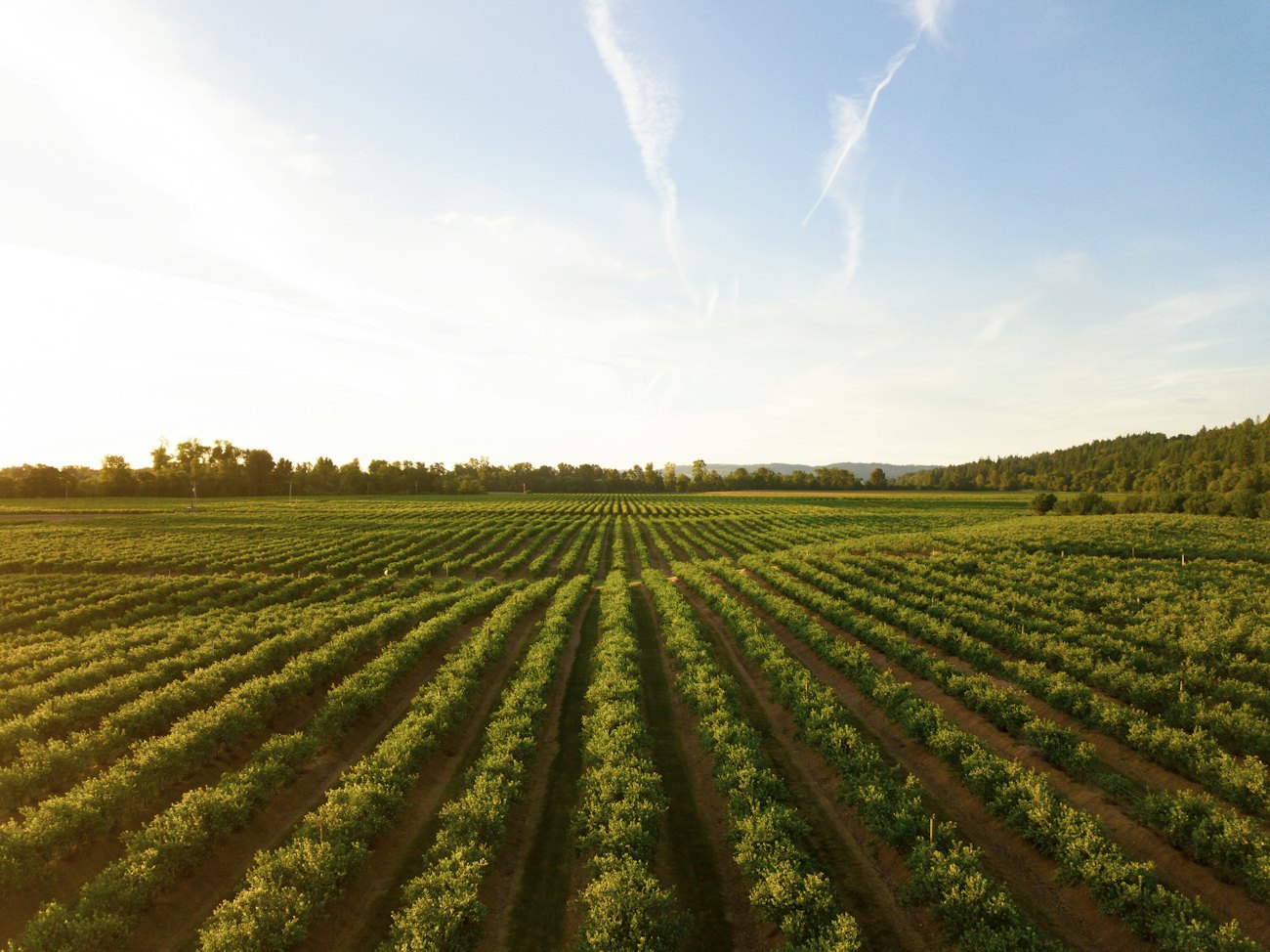 AI in Ghanaian Agriculture: From Crop Disease Detection to Yield Prediction
